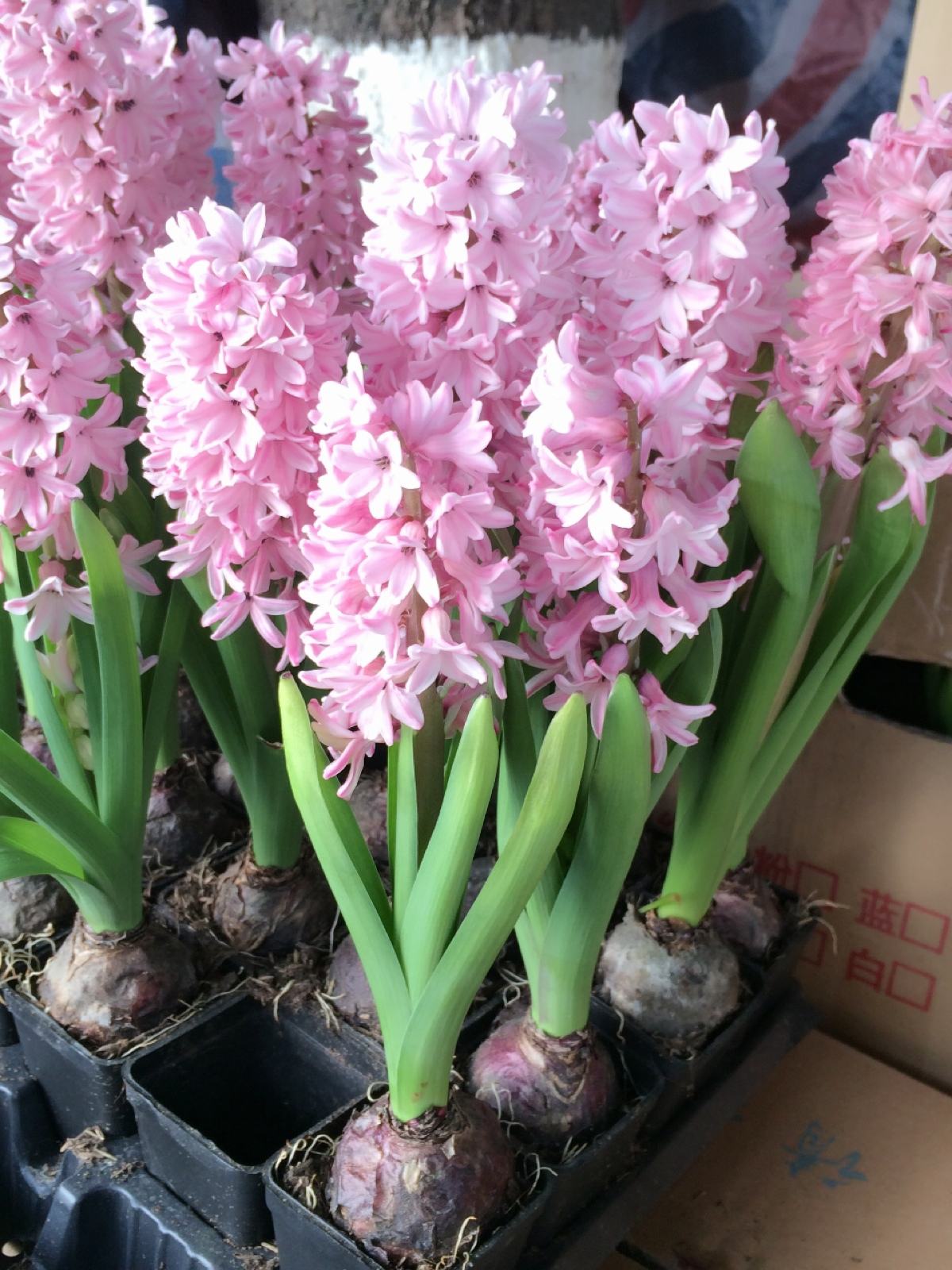 风信子开完花土培还会再开吗,风信子开完花空瓶子再养什么花