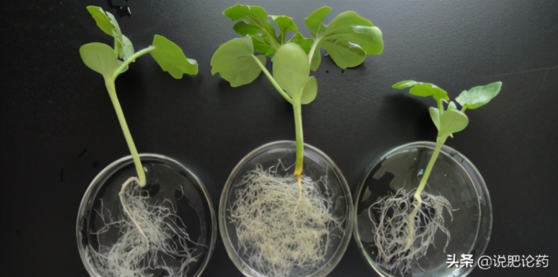 西瓜使用复合微生物肥,西瓜微生物菌剂肥料怎么用