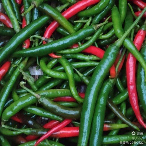 痔疮文/李慎广图/网络