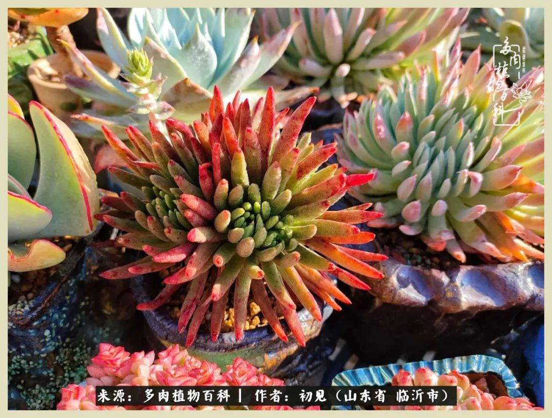 和多肉植物相伴,和多肉相处的心情