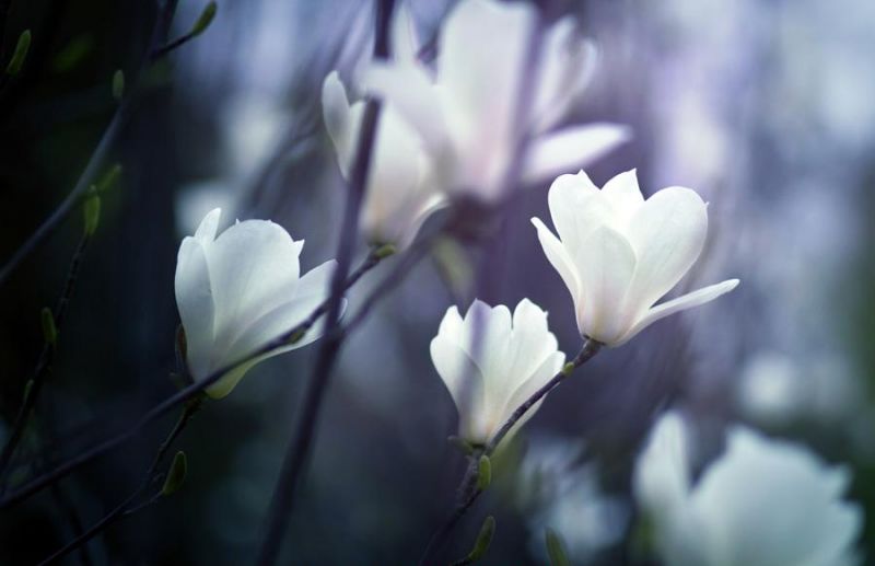 藏于深山中的桃源秘境,藏在深处的世外桃源