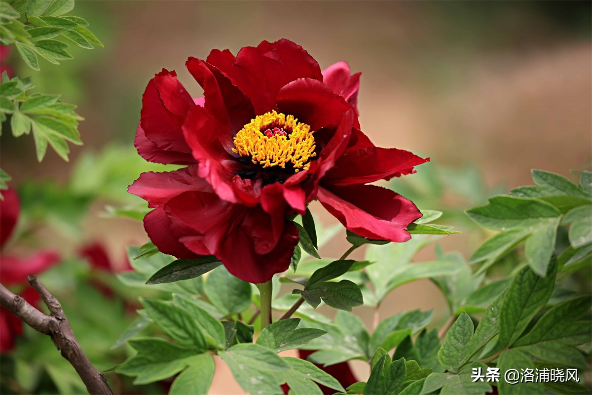 牡丹的名贵品种黑牡丹和绿牡丹,牡丹的稀有品种绿牡丹和黑牡丹