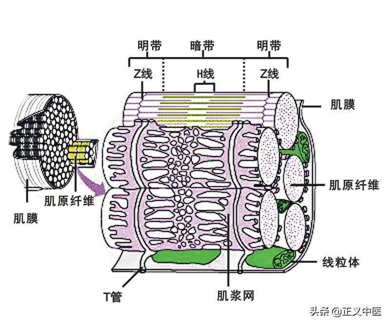 脾主要的细胞分布,脾主要的细胞