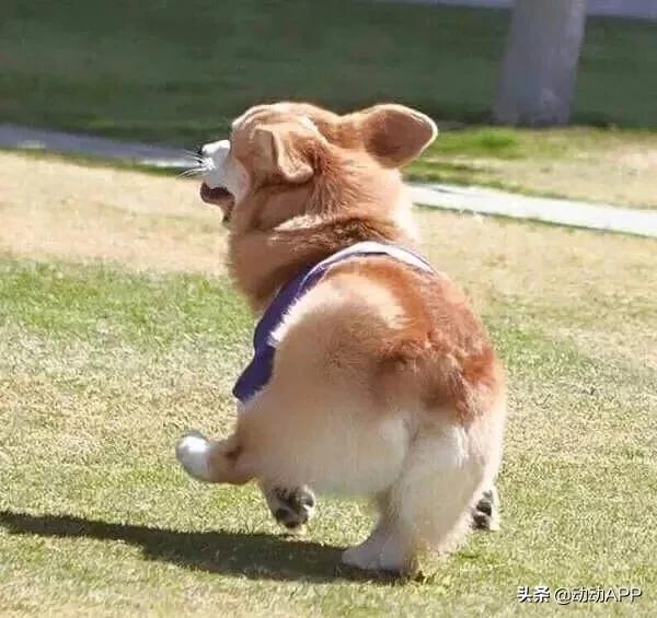 瘦假胯臀最快的方法,妈妈臀假胯宽臀部凹陷先练哪里