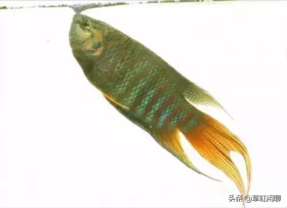 鱼缸小白虫的消灭方法,鱼缸里去除涡虫的最佳方法