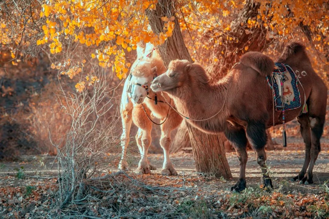 额济纳胡杨林自驾游详细攻略,宝鸡自驾往额济纳胡杨林攻略