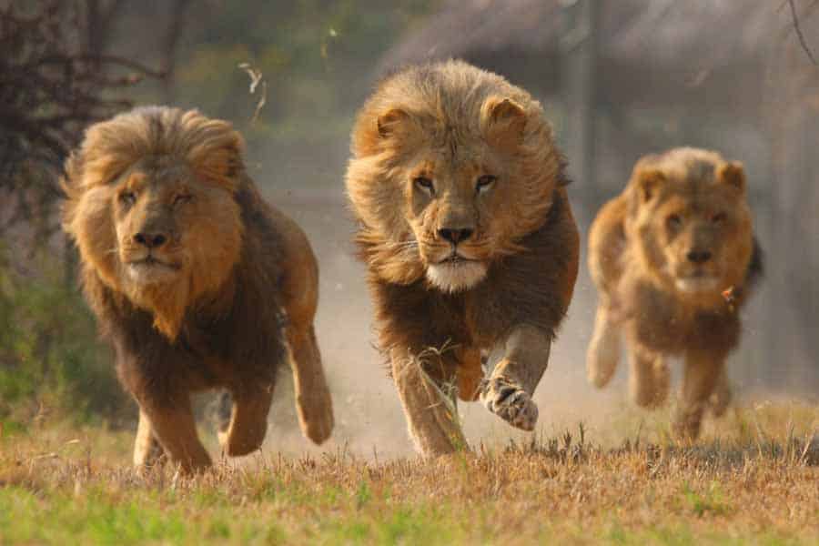 老虎和狮子谁更强,老虎与狮子真实的打斗视频