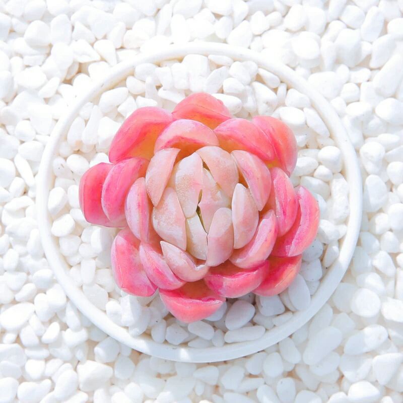 夏季养多肉就养冰莓，不休眠，不怕晒，越晒越香，状态还好