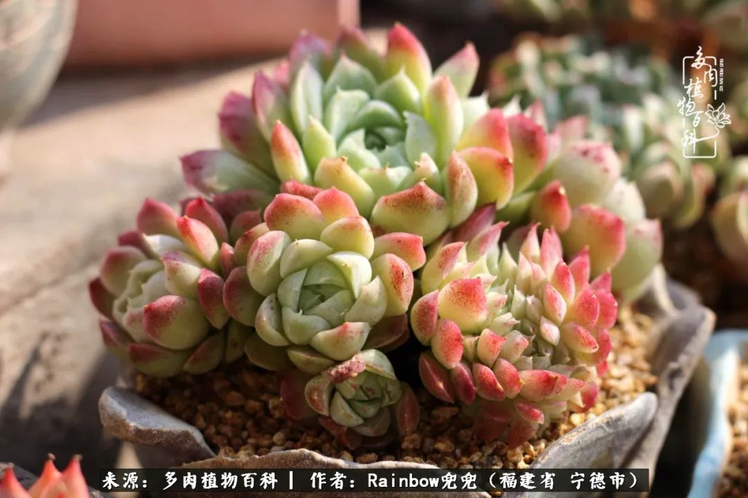 岁月无波澜余生不悲欢是啥意思,愿你岁月无波澜敬我余生无悲欢