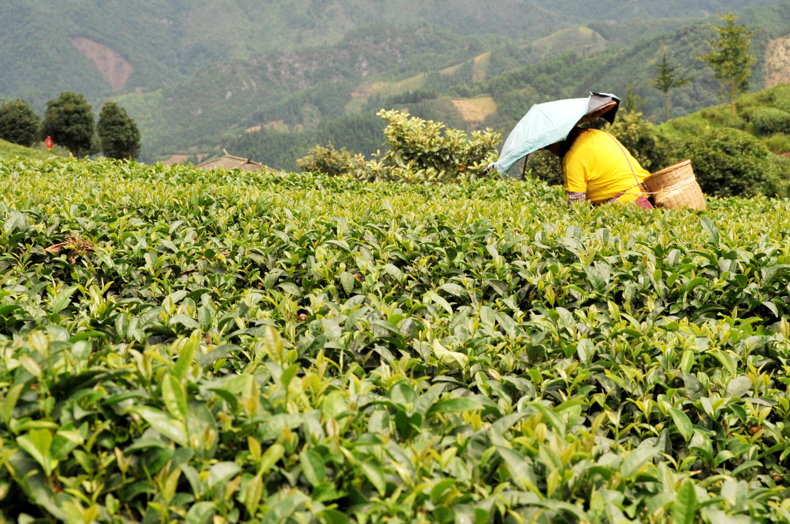 自炒茶叶纯天然,云南茶传统柴火手工炒茶