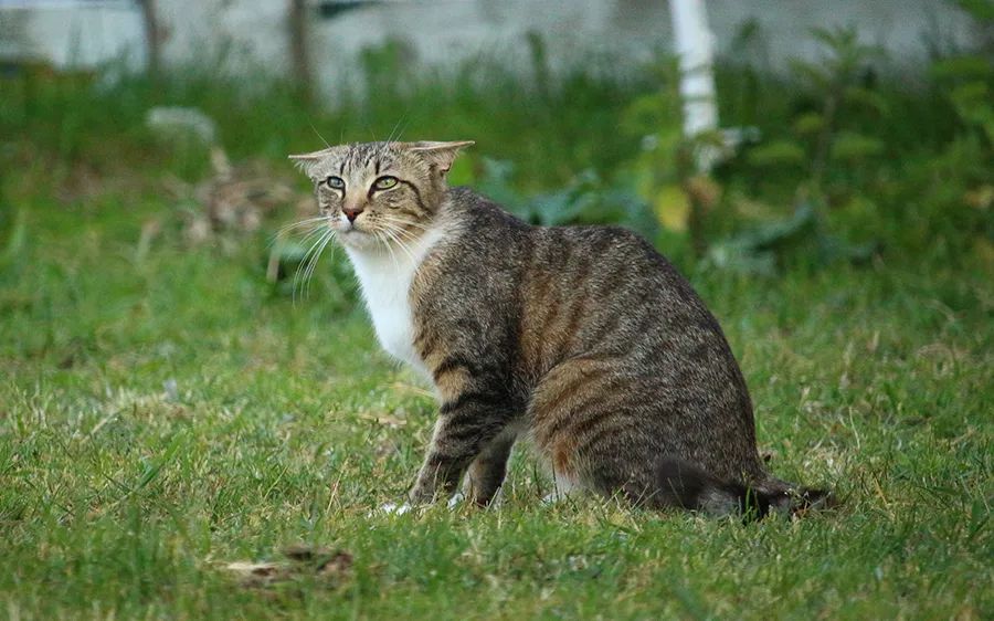 小佩饮水机3代漏电吗,小佩宠物饮水机真的有用吗