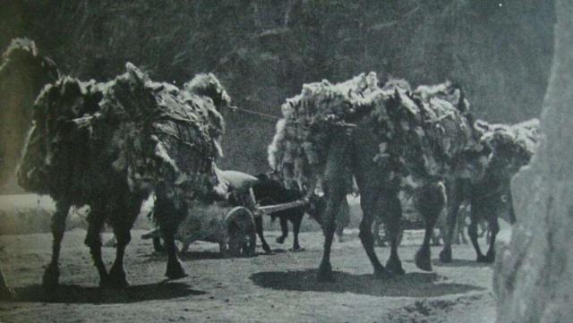 西南军阀贩毒往事：毒枭显得小儿科，*片鸦**堪称硬通货