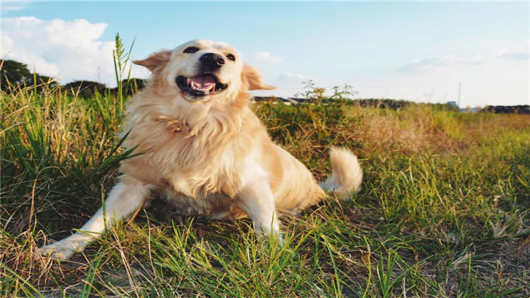狗狗坐车兜风,狗狗坐车