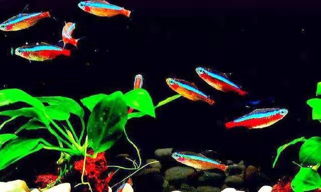 小鱼缸养一只斗鱼,小鱼缸只养一两条鱼该养哪种