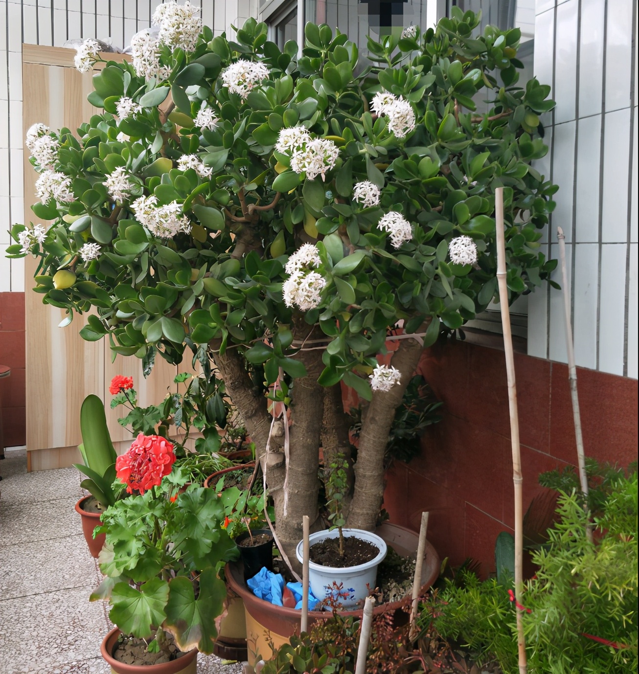 玉树修剪什么造型好看,玉树修剪造型详解