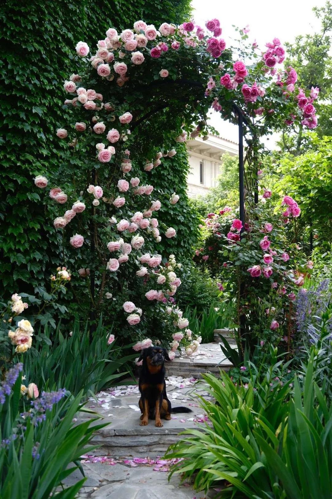 北方一年四季都开花的花园,东北花园四季开花植物