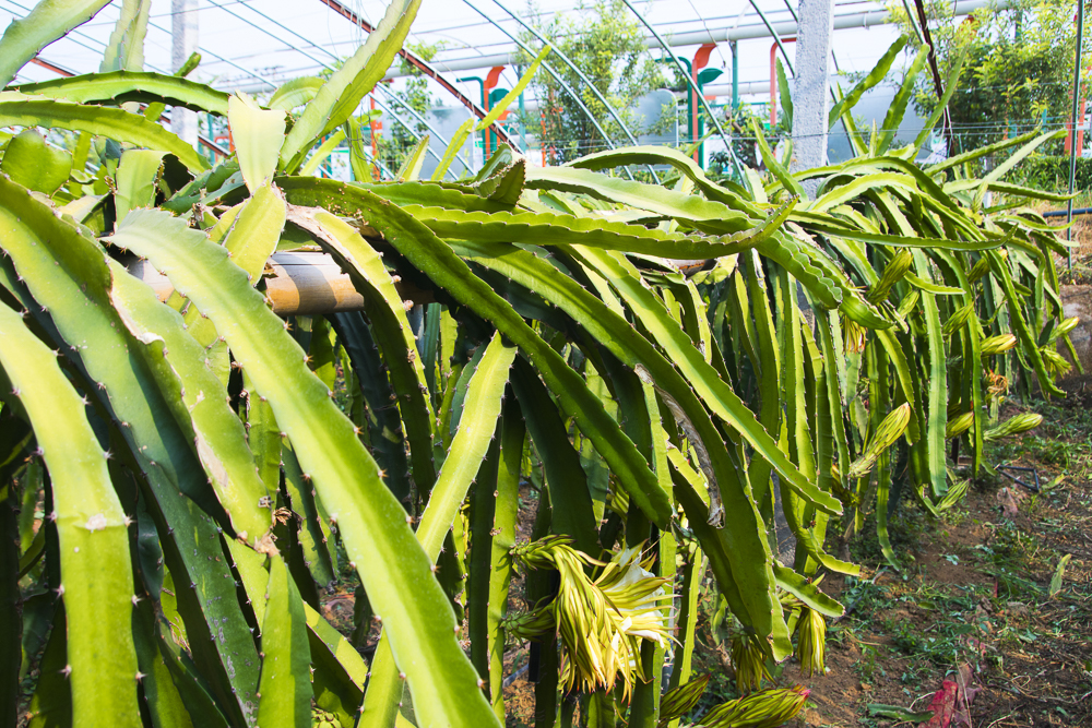 #毕业旅行啦#石家庄慧灯庄园，夏日里寓教于乐爽歪歪