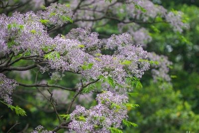 每天认识一味植物,每天认识一味中草药赤楠