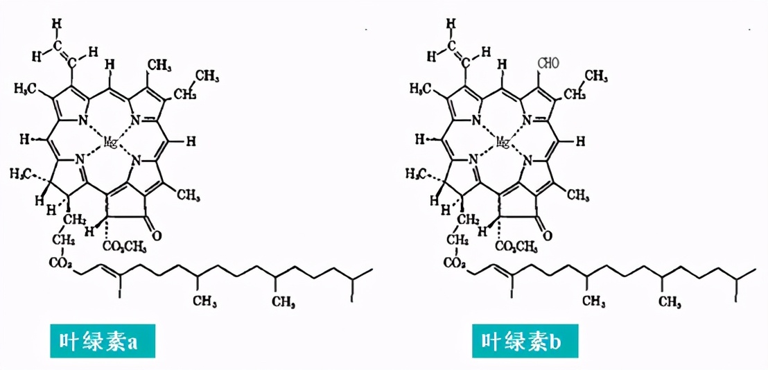 彩色漂白剂的使用方法和时间,着色剂护色剂漂白剂的区别