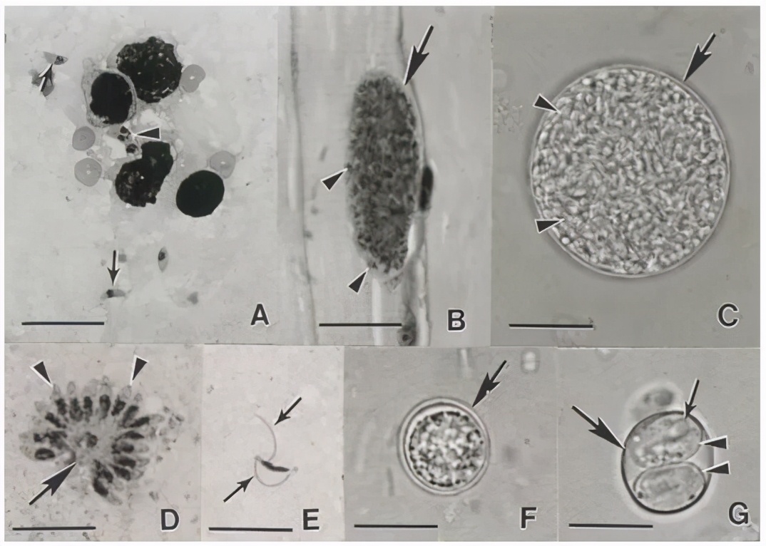 老鼠怕猫吗科学实验,什么老鼠不怕猫脑筋急转弯
