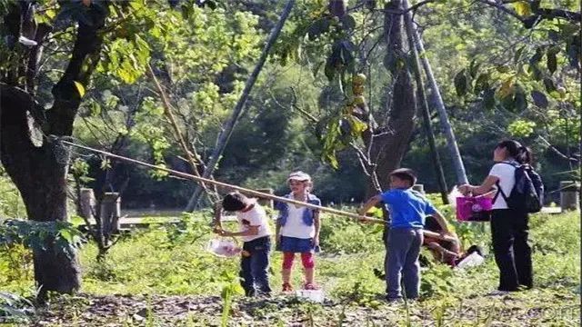 柿柿如意今秋造访最美柿子乡,金秋十月收获的季节柿柿如意