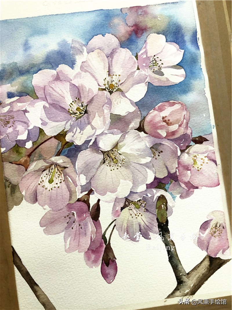 美丽的水彩樱花,水彩樱花图