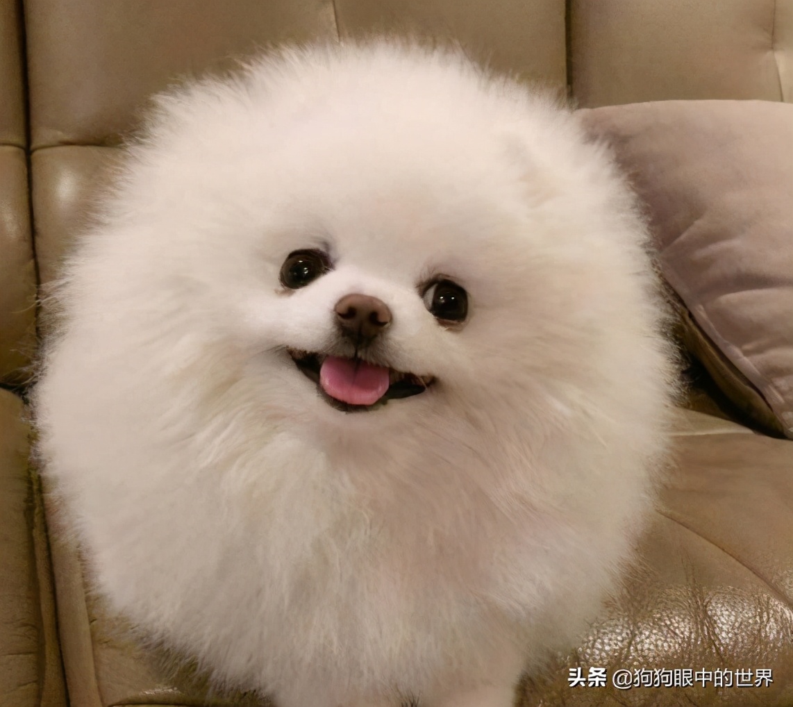 流浪狗治愈抑郁症,没想到自己竟然得了重度抑郁症