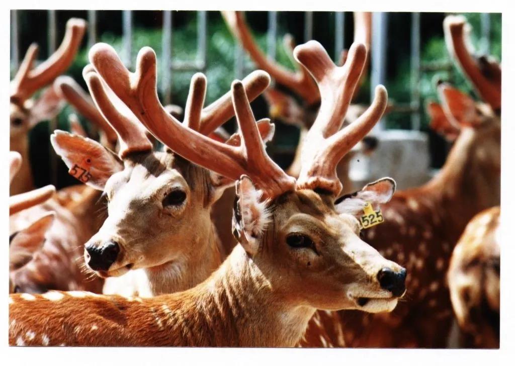 她把没人要的鹿头骨制成神秘工艺品，放到淘宝上，年销超过百万