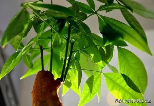 养发财树一定要注意以下几点,发财树容易被浇死