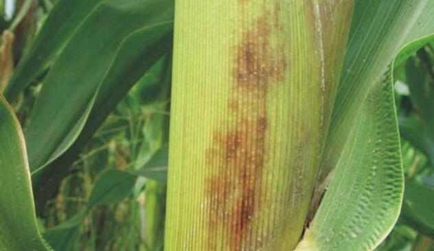得了玉米大斑病能减产多少,玉米黄斑病怎么控制