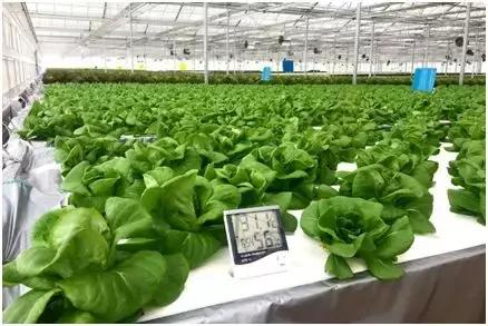 京东在全国多地建京东农场,京东农场最新建设