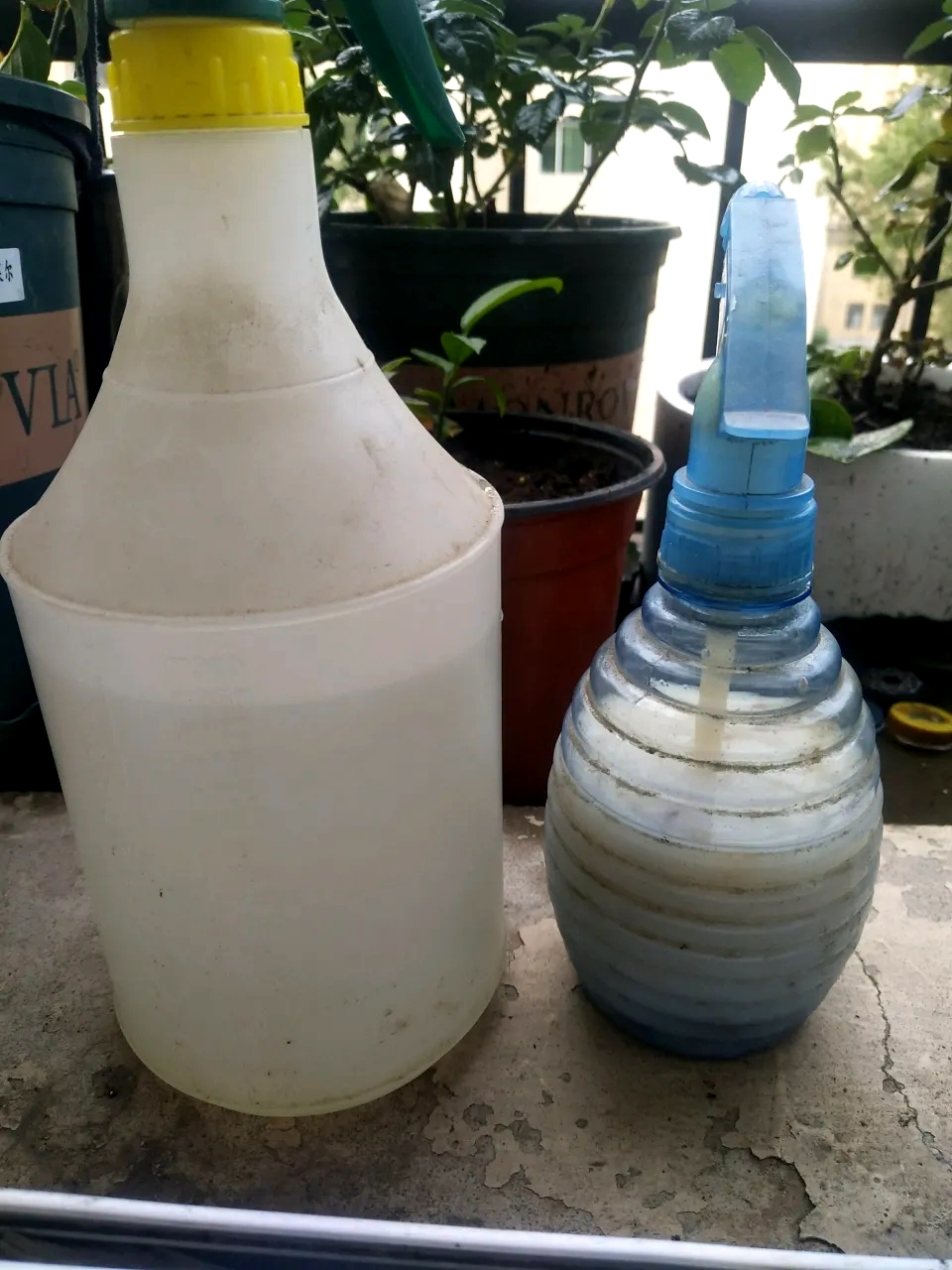 红蜘蛛的四大天敌,蚜虫红蜘蛛都有效的药