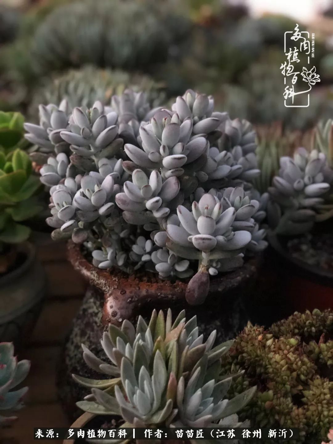 多肉之江湖：众肉友们，修仙渡劫几何了？