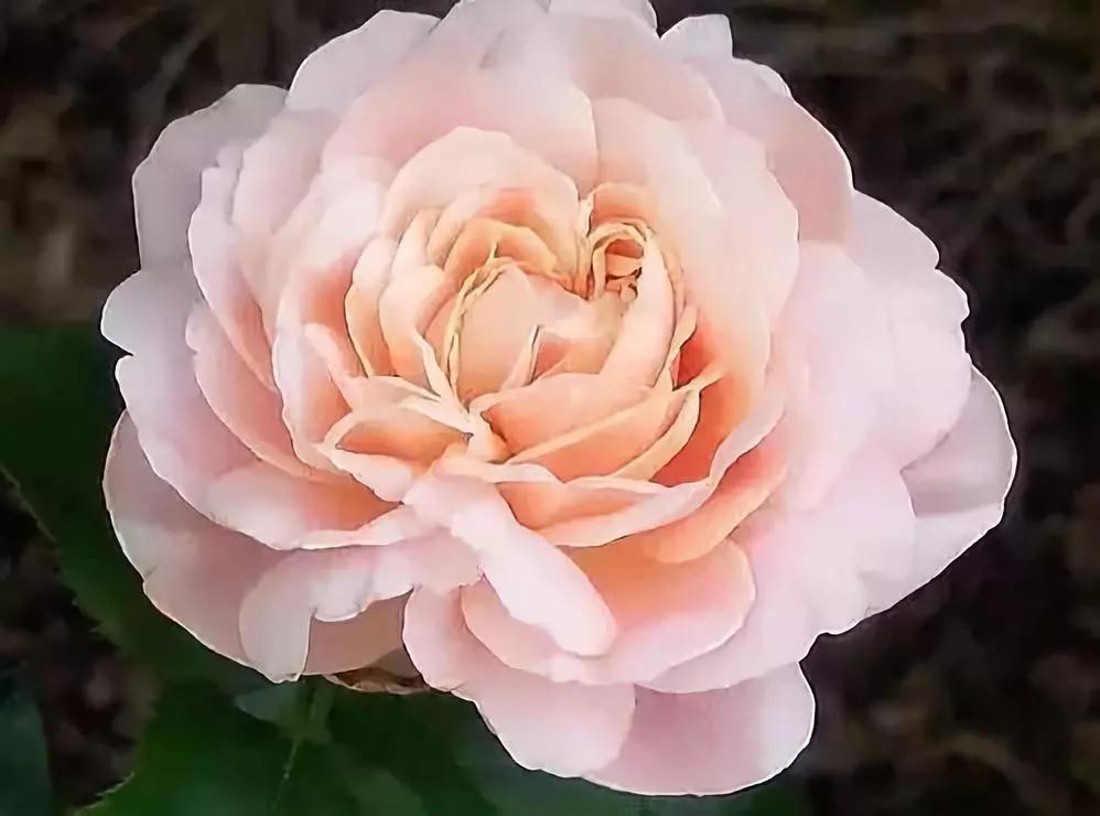 中国十大名贵稀有植物物种,全身是宝的名贵植物有哪些