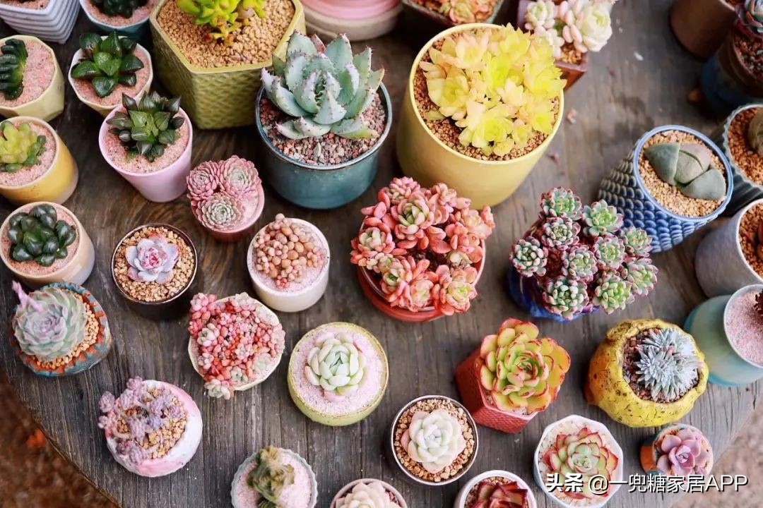 春天花会开|这20家植物淘宝店，植物杀手看了也想买！