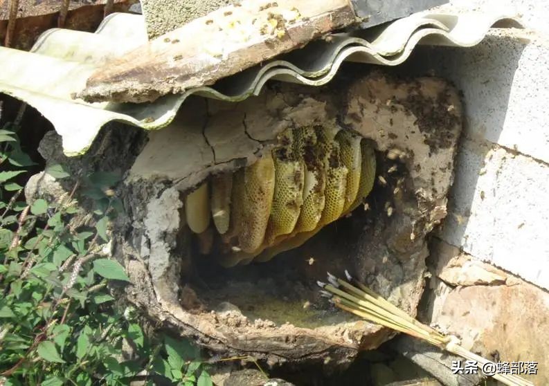 土蜂蜜100元一斤没人买,中华蜂土蜂蜜100%纯蜂蜜