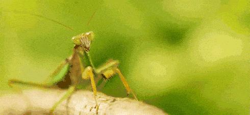 爆火广州溜娃圈的网红双展，宠粉价¥39.9买一送一！劲省二百多元