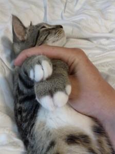 猫咪被蜜蜂蛰了伤口有脓头,猫咪被蜜蜂蛰了的图片