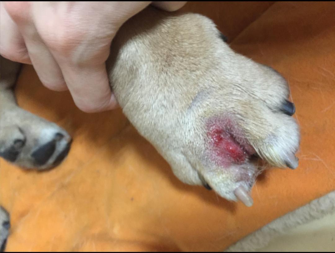 狗狗趾间炎治疗期间怎么洗脚,狗狗每天洗脚会趾间炎吗