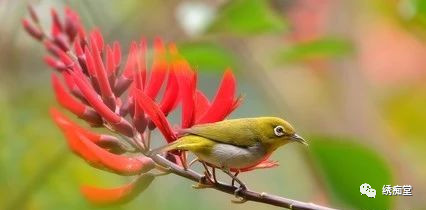 绣眼鸟训练方法,世界第一绣眼鸟