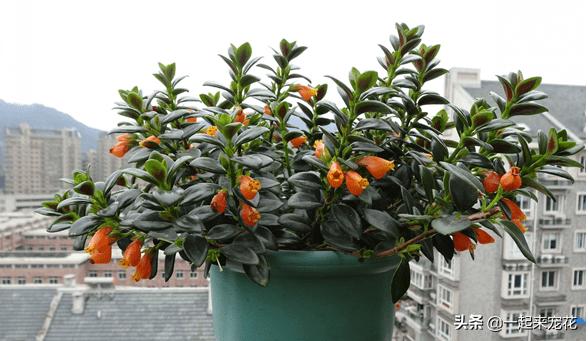 金鱼吊兰什么时候开花不能移植,金鱼吊兰很多花苞怎么就不开花