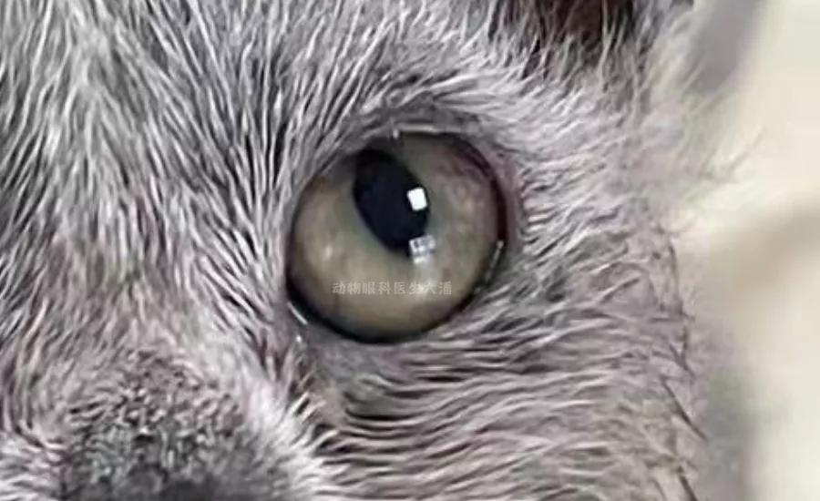 猫鼻支、猫感冒、流泪、打喷嚏、眼睛红肿,猫疱疹病毒的治疗