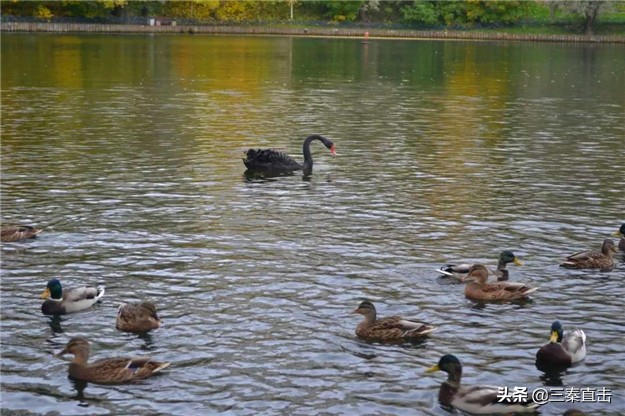 鸽子的家在哪里,鸽子的新家在哪里