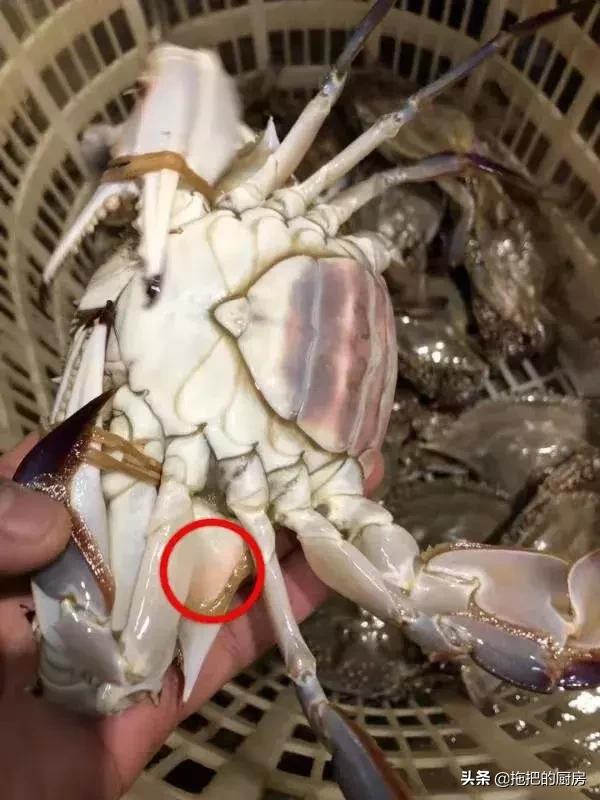 梭子蟹价格20元一斤购买,今年梭子蟹6-8两多少钱一斤