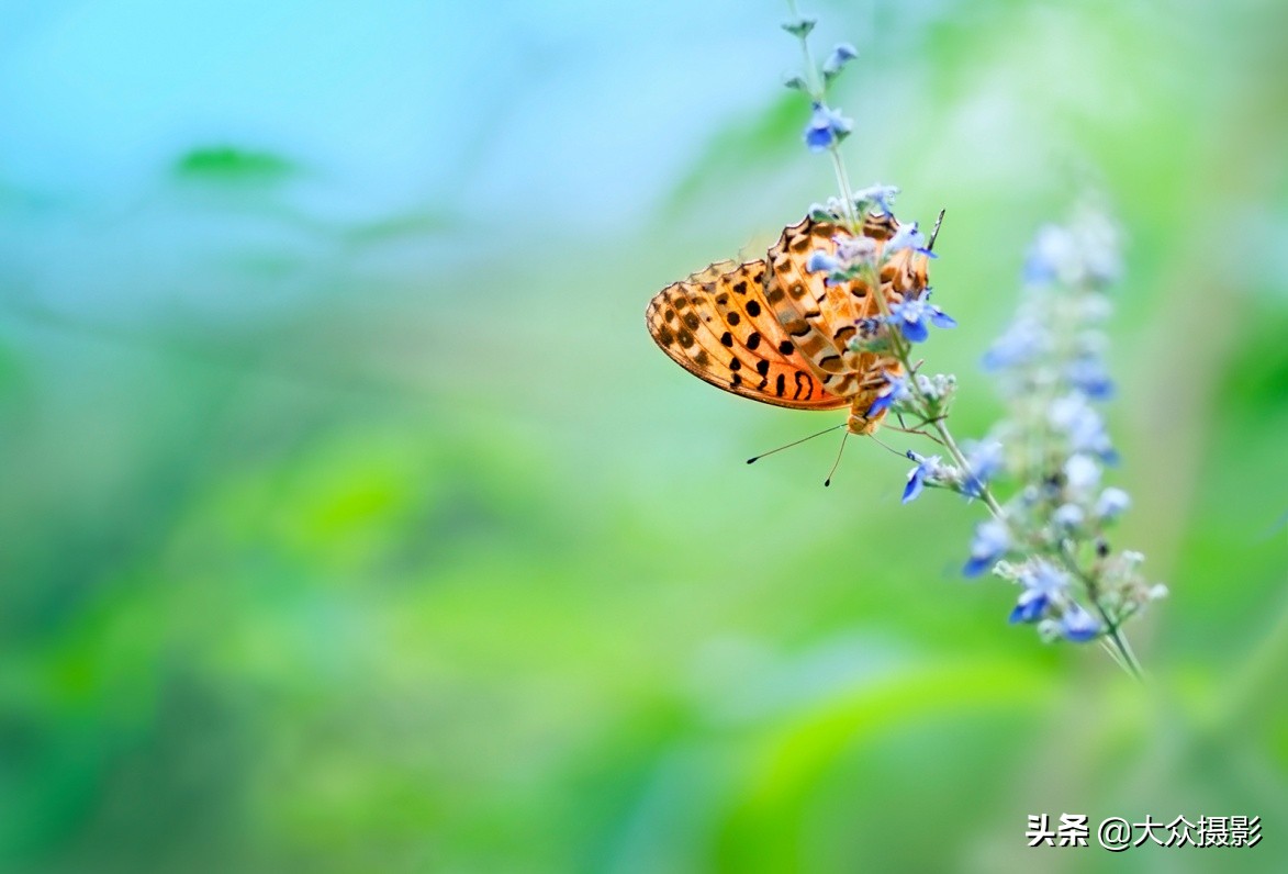 他7年专注拍蝴蝶,获“蝶痴”、“蝶仙”雅号