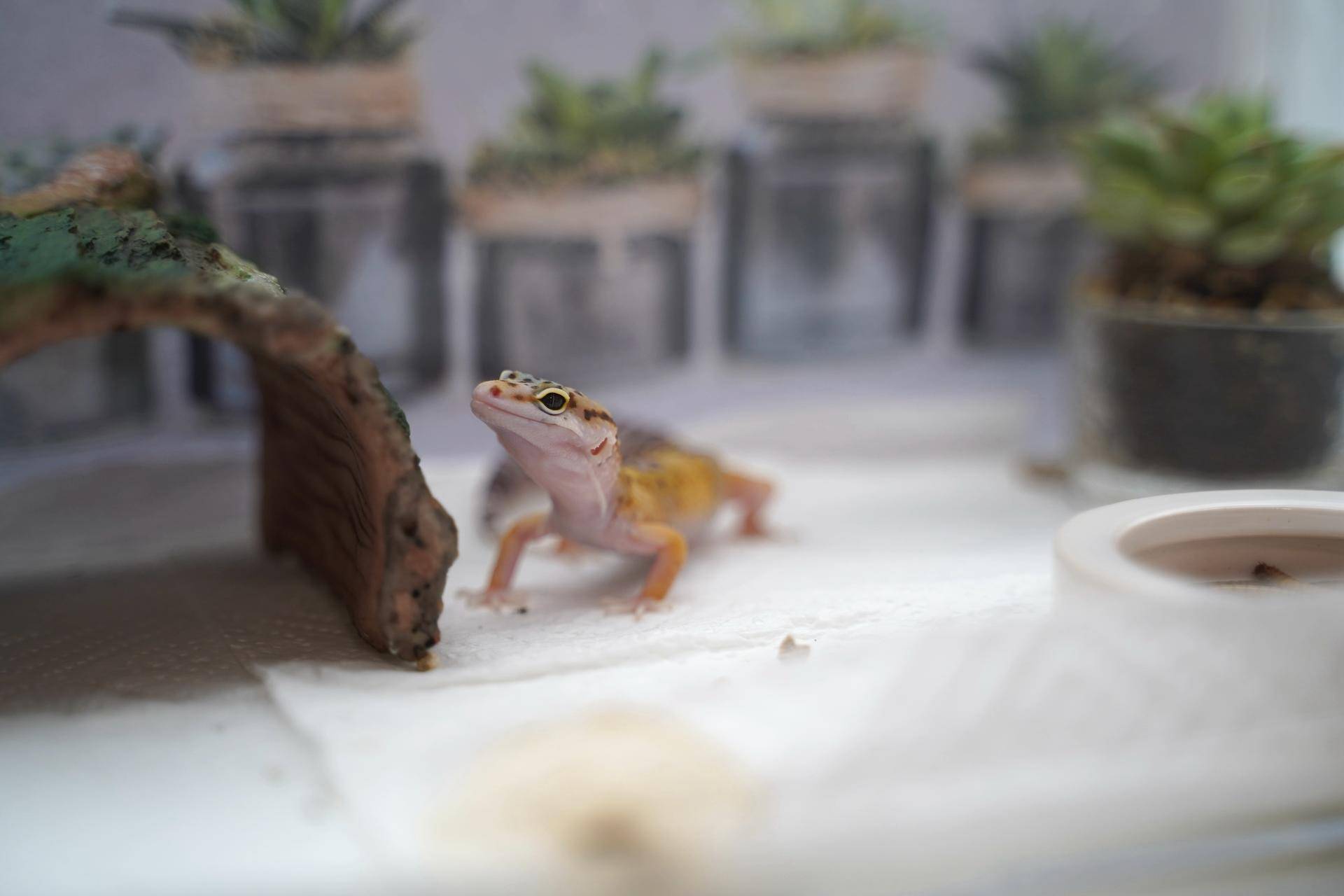 新手如何饲养一只豹纹守宫知乎,如何养好一只豹纹守宫