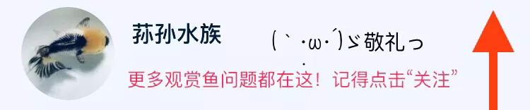 泰虎历史价格,泰虎鱼现实现状