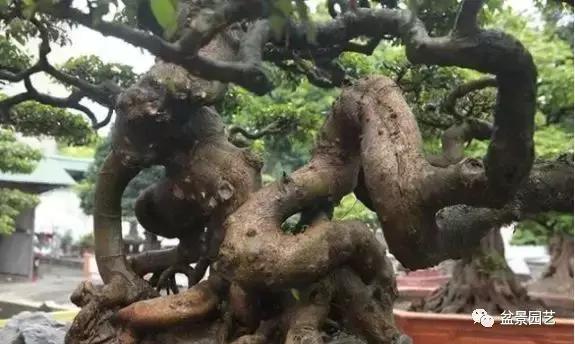 龙凤盆景多少钱一盆,现在值钱的盆景