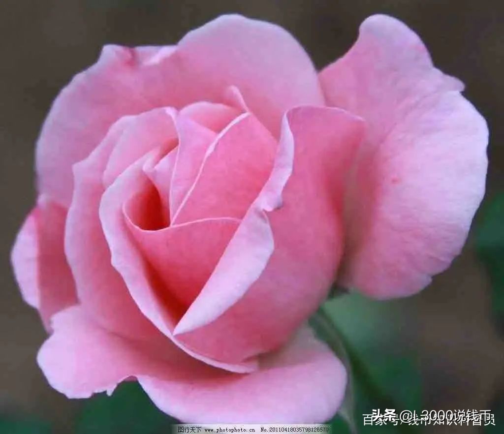 第十次花博会会花,花博会景点有哪些花展