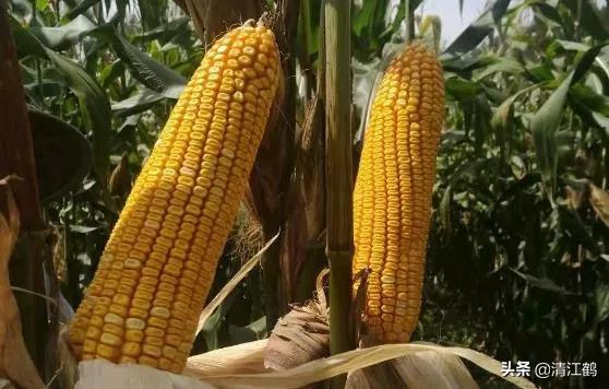 种子质量标准包括哪些,种子质量有问题造成减产怎么处理